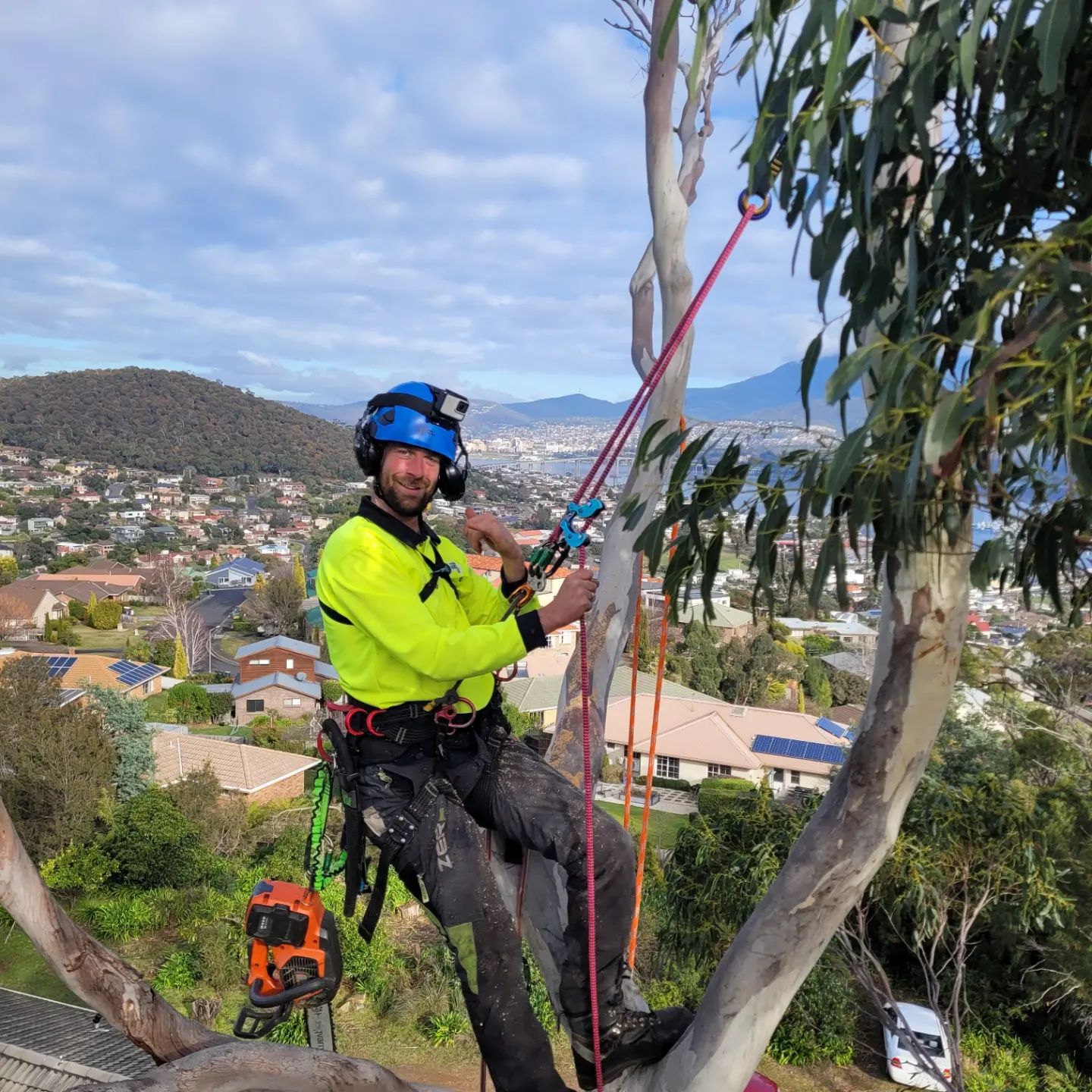 Common reasons for needing tree removal in residential properties 