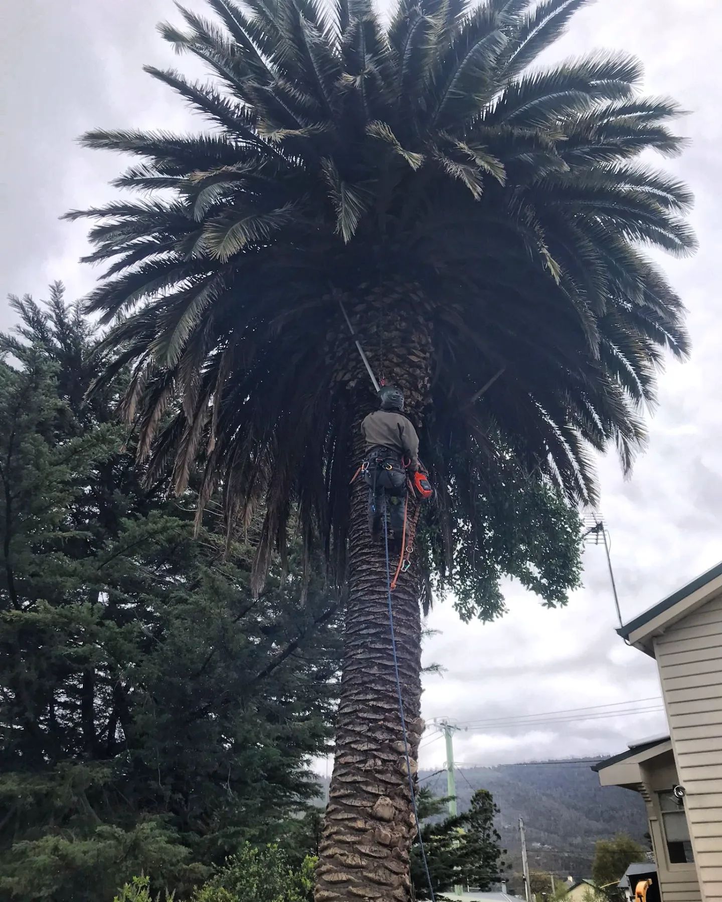 Safety precautions to consider during tree removal 