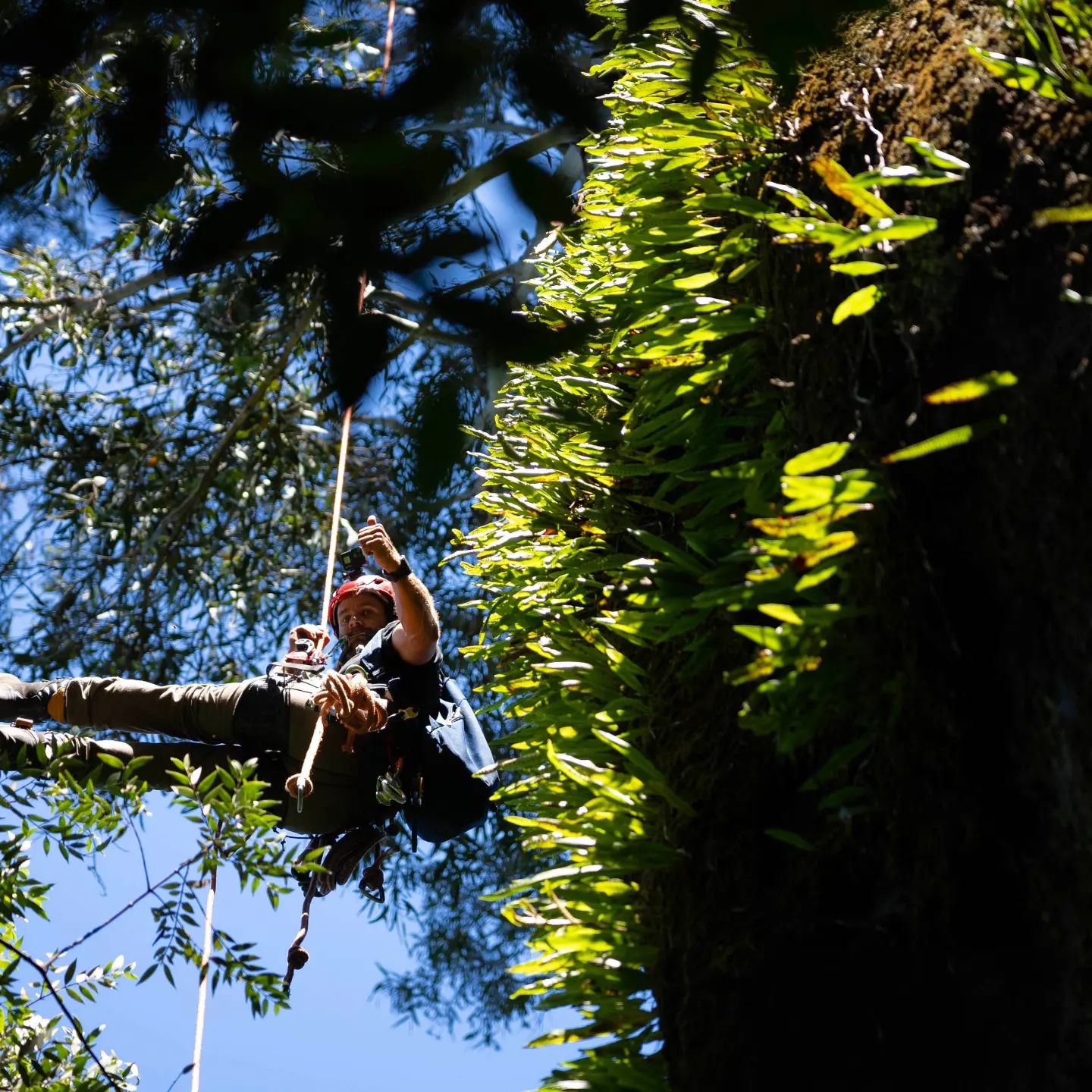 Tree preservation techniques and alternatives to complete removal 