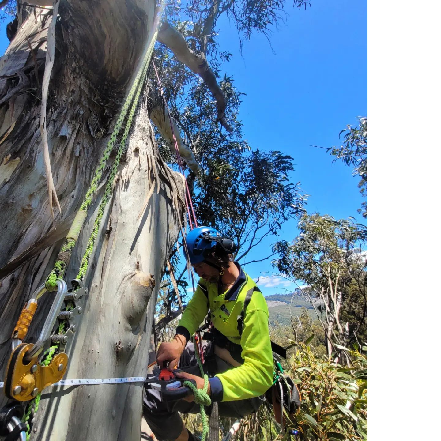 Regulations and permits required for tree removal in Hobart