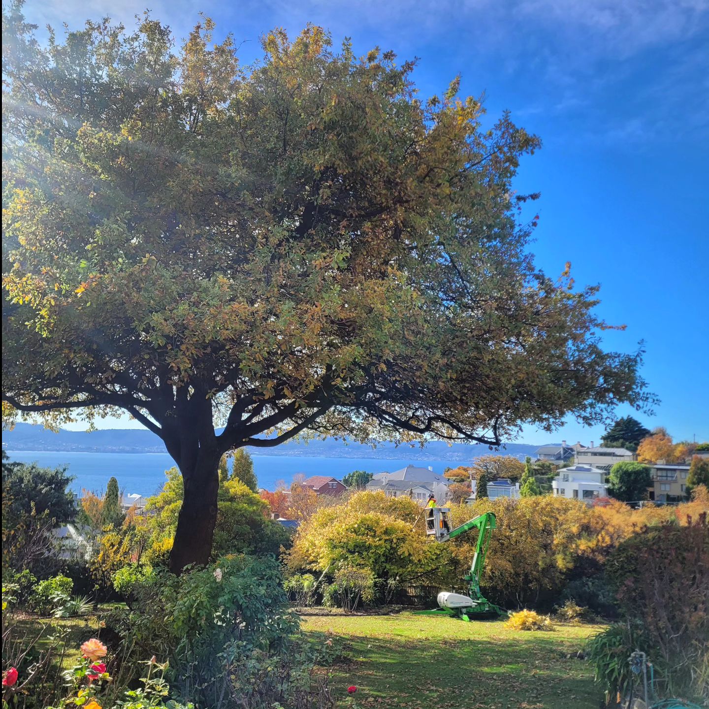 Tree Pruning