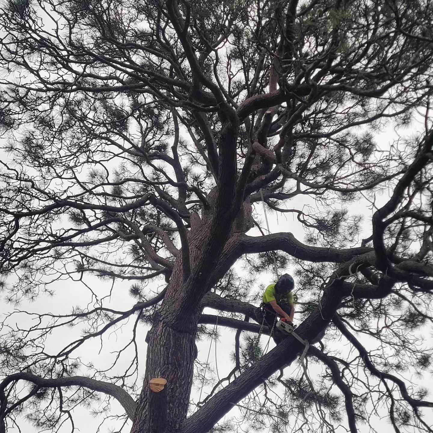 Tree Removal