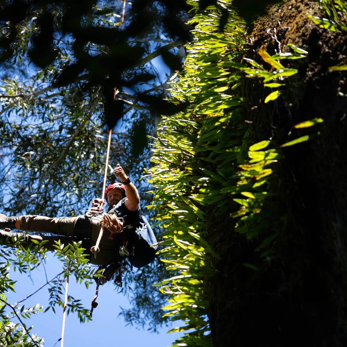 Tree Pruning
