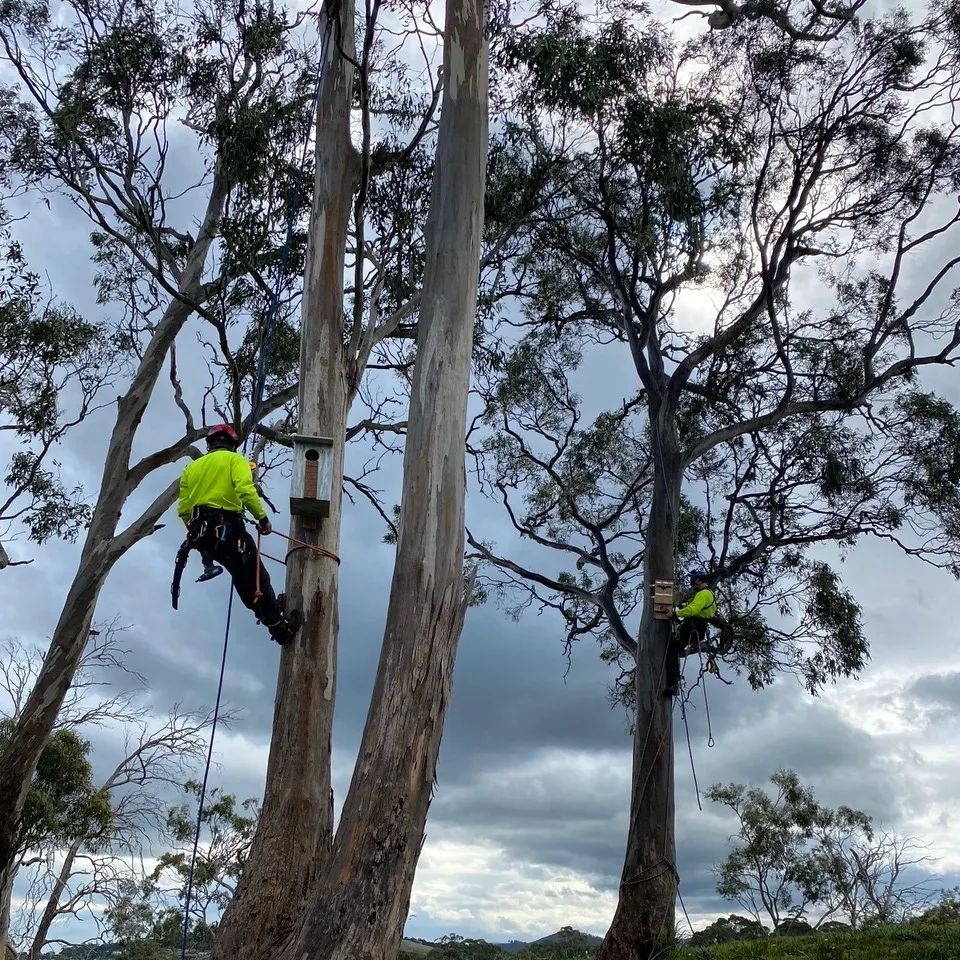 Tree Removal